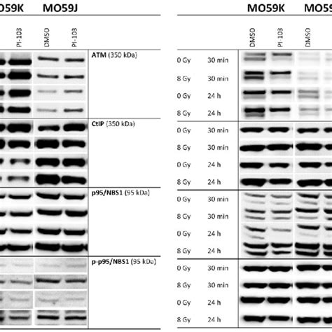 Representative Western Blot Analysis Of The Expression Levels Of Download Scientific Diagram