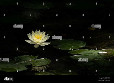 Yellow water lily Stock Photo - Alamy