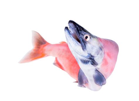 The Kokanee Is The Landlocked Version Of The Sockeye Salmon Stock Photo