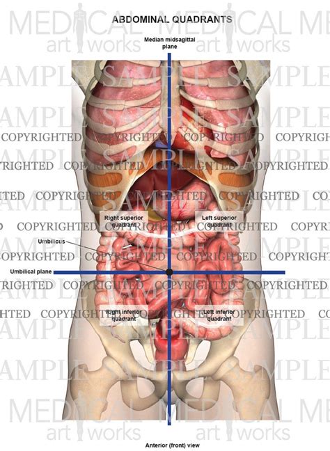 Quadrants Of Abdomen And Contents