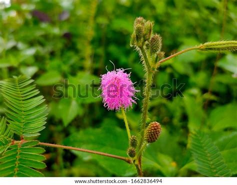 Mimosa Strigillosa Known Sunshine Mimosa Powderpuff Stock Photo