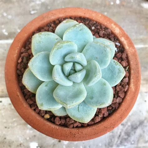 Buy Echeveria Mixed Succulent Indoor Plant 1pc Rs 99 Sale Online