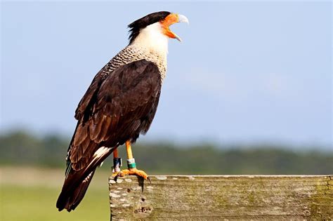 Crested Caracara Photograph By Ira Runyan Fine Art America