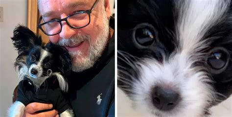 Cachorro de Russell Crowe sofre acidente trágico e morre nos braços do