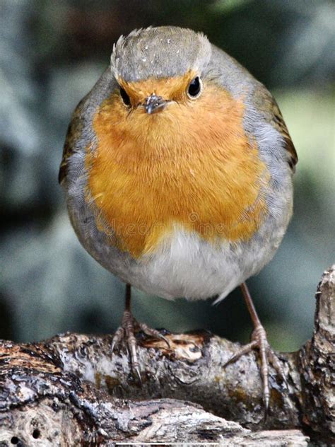 Red Robin Bird Stock Image Image Of Perched Birding 265848557