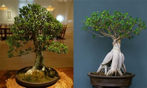 Indoor Bonsai Tree Care - The Bonsai Master