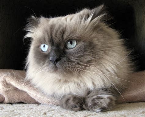 Himalayan Cat Breed Profile Litter Robot