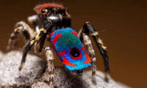 Brazilian Jewel Tarantula The Most Beautiful Spider In The World