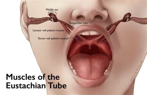 Eustachian Tube Problems Artofit