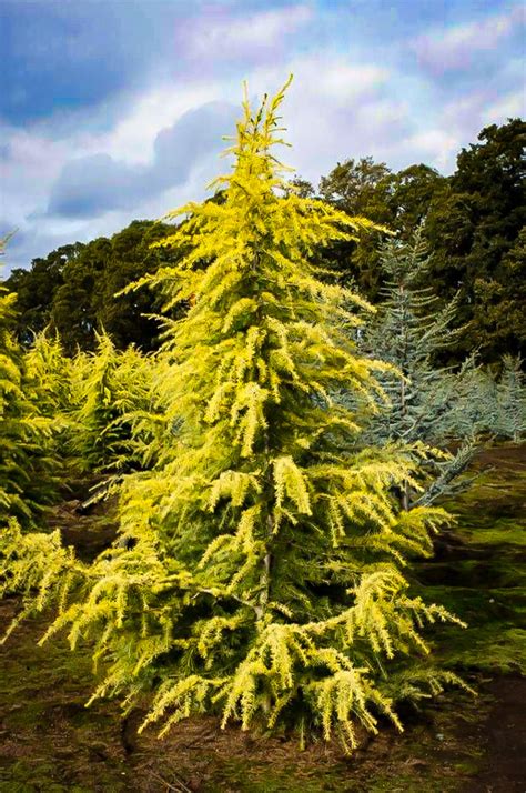 Golden Deodar Cedar Trees For Sale The Tree Center