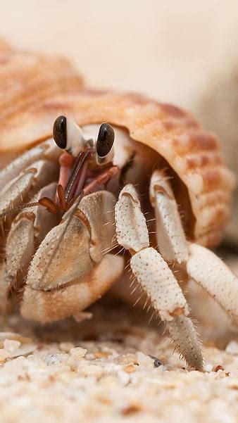 The Climate Apocalypse Is Making Hermit Crabs Very Very Horny HD