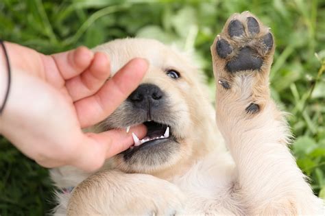 Qué hacer cuando te muerde un perro cómo debes actuar