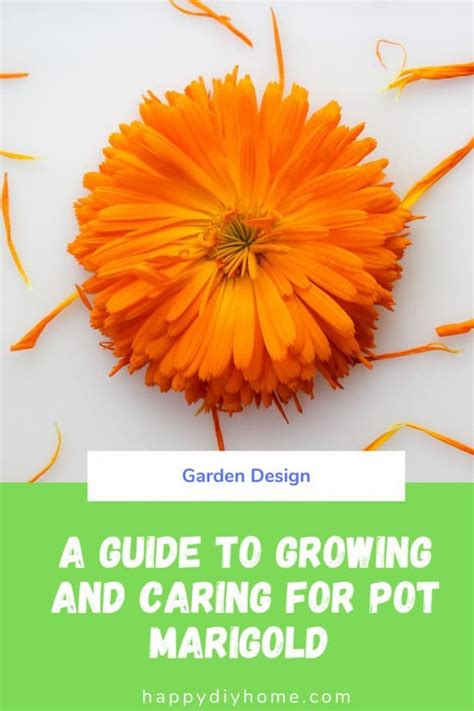 How to Grow Pot Marigold | Happy DIY Home