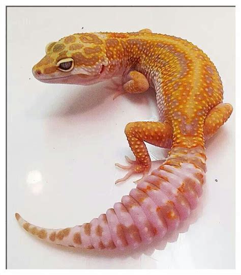 69 Best Fancy Leopard Geckos And Habitats Images On Pinterest Leopard