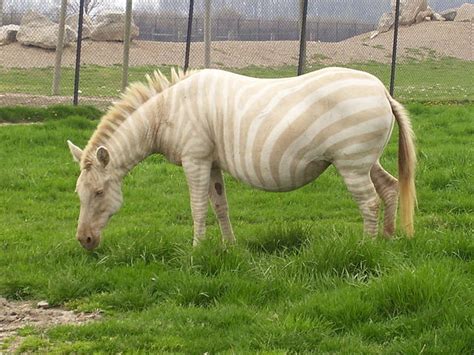 Filealbino Zebra Wikimedia Commons