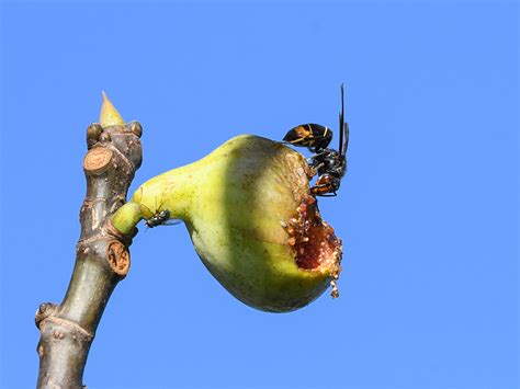 Control Of Invasions Vespa Velutina Rourapascual