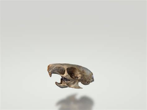 Rat Skull 3d Model 3d Printable Cgtrader