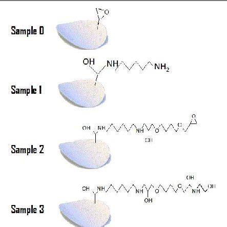 Base Membrane And Schematic Representation Of The Successive Structures