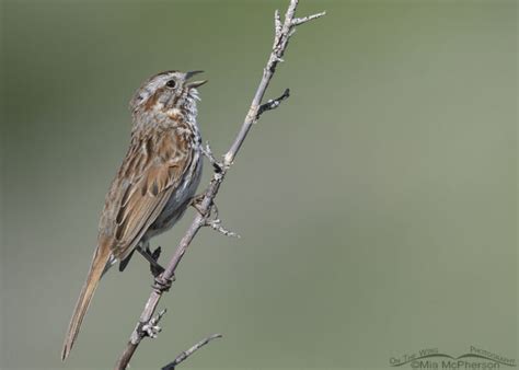Song Sparrow Singing On A Spring Morning Mia Mcphersons On The Wing