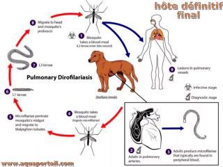 H Te D Finition Et Explications