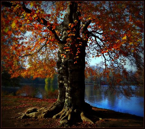 Wallpaper Sunlight Forest Fall Water Nature Reflection Branch