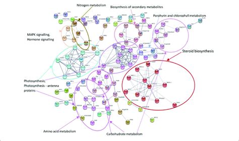 Protein Protein Interaction Network Analysis Of Degs Under N Stress