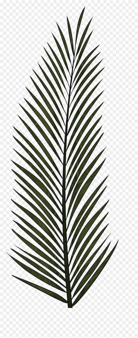 Palm Leaves Palm Tree Leaf Texture Clipart 514164 PinClipart