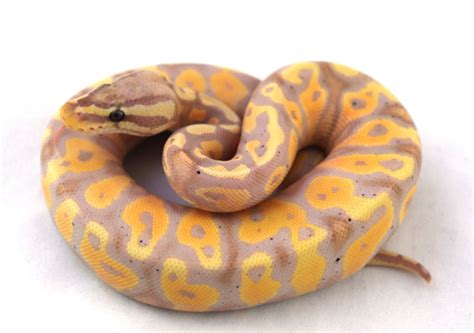 Banana Yb Ball Python By Southern Star Reptiles Morphmarket