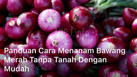 Panduan Cara Menanam Bawang Merah Tanpa Tanah