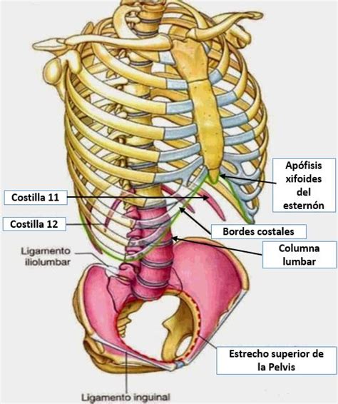 Huesos De La Pared Abdominal Dolopedia