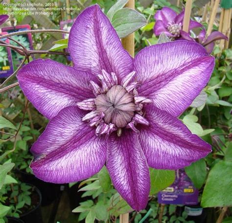 Plantfiles Pictures Clematis Late Large Flowered Clematis Double Clematis Cassis Clematis