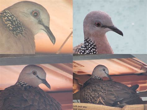 Spotted Neck Dove Nestling Bird Ecology Study Group