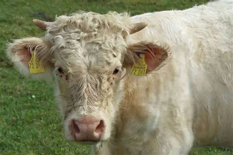 20 Most Popular Cattle Breeds Environment Buddy