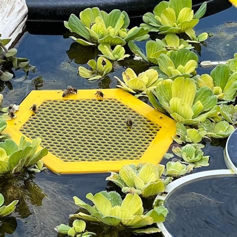 Bee Watering Stationprinted Floating Bee Islandbee Waterer For