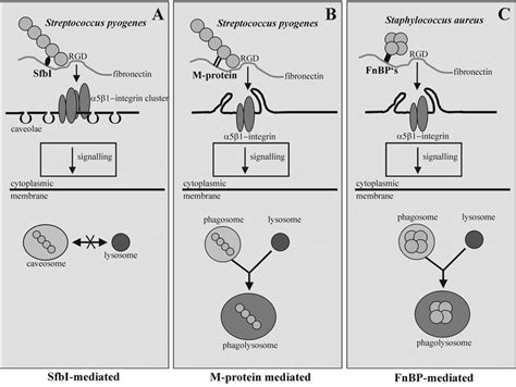 Internalisation Of Gram Positive Cocci By Host Cells Schematic Diagram