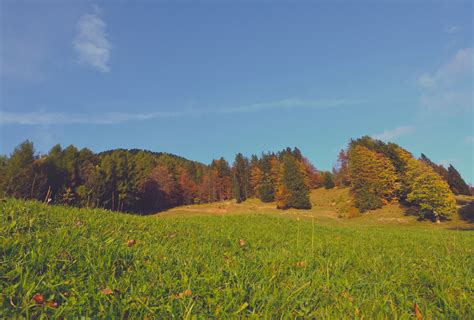 Kostenlose Foto Landschaft Baum Gras Wildnis Berg Pflanze