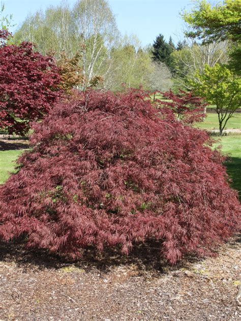 Crimson Queen Japanese Maple J Frank Schmidt Son Co