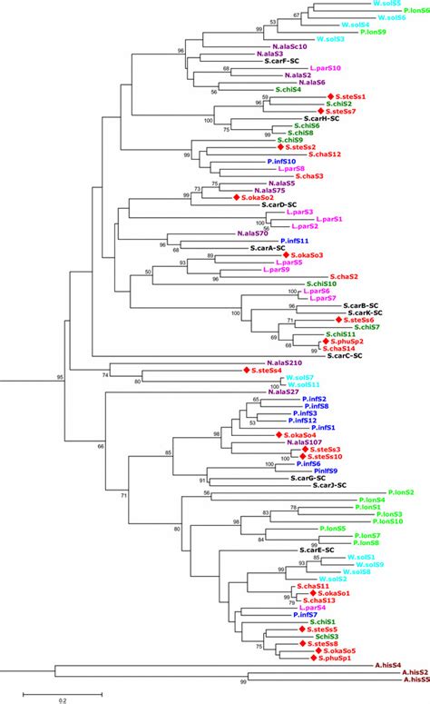 Phylogenetic tree of selected S-RNases from the Solanaceae and the... | Download Scientific Diagram