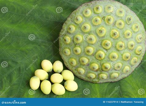 Graines Et Cosse De Lotus Sur Le Fond Vert De Feuille Photo Stock