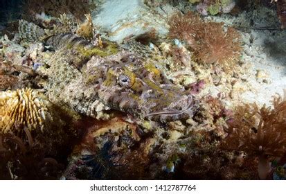 Crocodile Flathead Cymbacephalus Beauforti Royalty Free Photos And