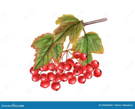 Watercolor Bunch Of Autumn Ripe Viburnum Berries With Leaves Guelder