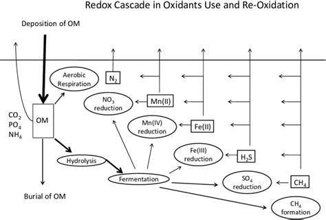 Conceptual Model Of Organic Matter Om Degradation Pathways And