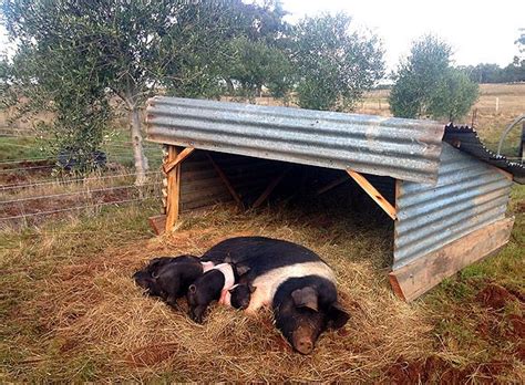 The Pig-Go: Portable Pig Housing on the Cheap | Goating ... | Pig house, Pig farming, Pig shelter