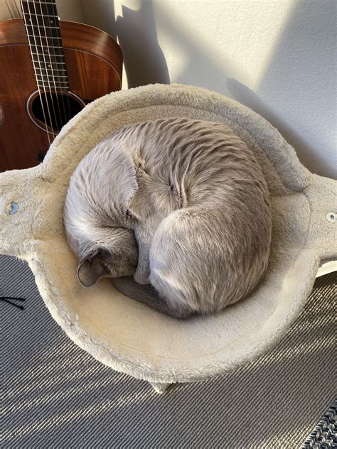 A Perfectly Round Kolja Cat Croissant Rcatbun