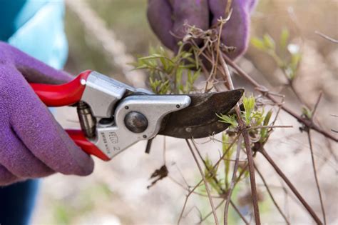 Quels Arbustes Et Arbres Tailler En F Vrier Liste Compl Te Mesures