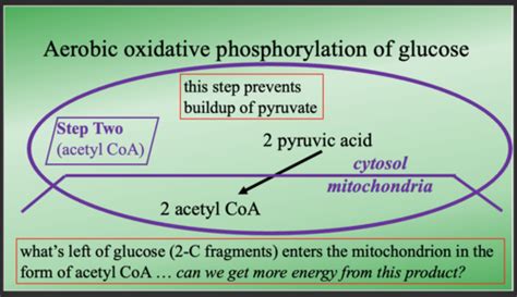 Bioenergetics Part Two Flashcards Quizlet