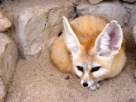 Fennec Fox Lying Stock Image Image Of Whiskers Vulpes