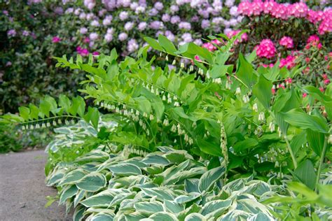 Hosta Companion Plants What To Plant With Hostas