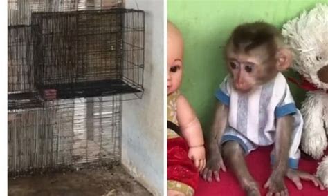 Sign End Horrifying Cruelty To Cambodian Baby Monkeys Forced To