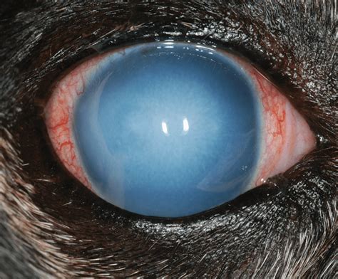 Corneal Edema How To Approach A Blue Eye Today S Veterinary Practice